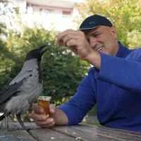 Bu karga çay içip Rize helvası yiyor