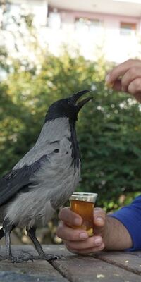 Bu karga çay içip Rize helvası yiyor