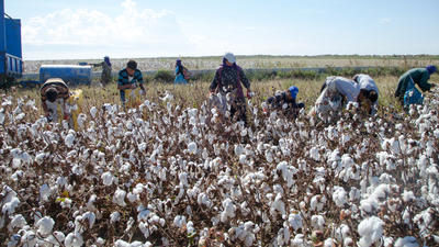 "Pamuk üreticisi için acil destekleme modeli şart"