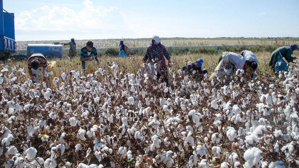 "Pamuk üreticisi için acil destekleme modeli şart"