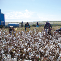 "Pamuk üreticisi için acil destekleme modeli şart"