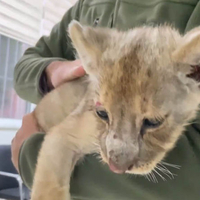 35 günlük aslan yavrusuna el konuldu