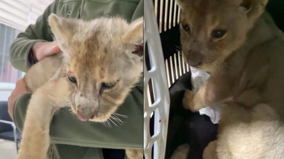 Yasa dışı yollarla getirilen aslan yavrusuna el konuldu