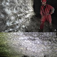 Dünyanın en büyük örümcek ağı keşfedildi