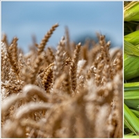 Arpa ve mısır ithalatında tarife kontenjanları belirlendi