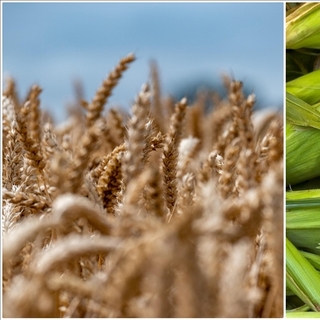 Arpa ve mısır ithalatında tarife kontenjanları belirlendi