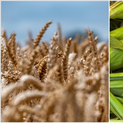 Arpa ve mısır ithalatında tarife kontenjanları belirlendi