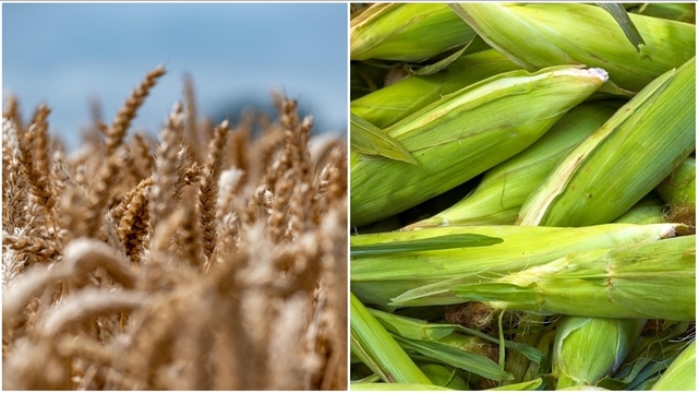 Arpa ve mısır ithalatında tarife kontenjanları belirlendi