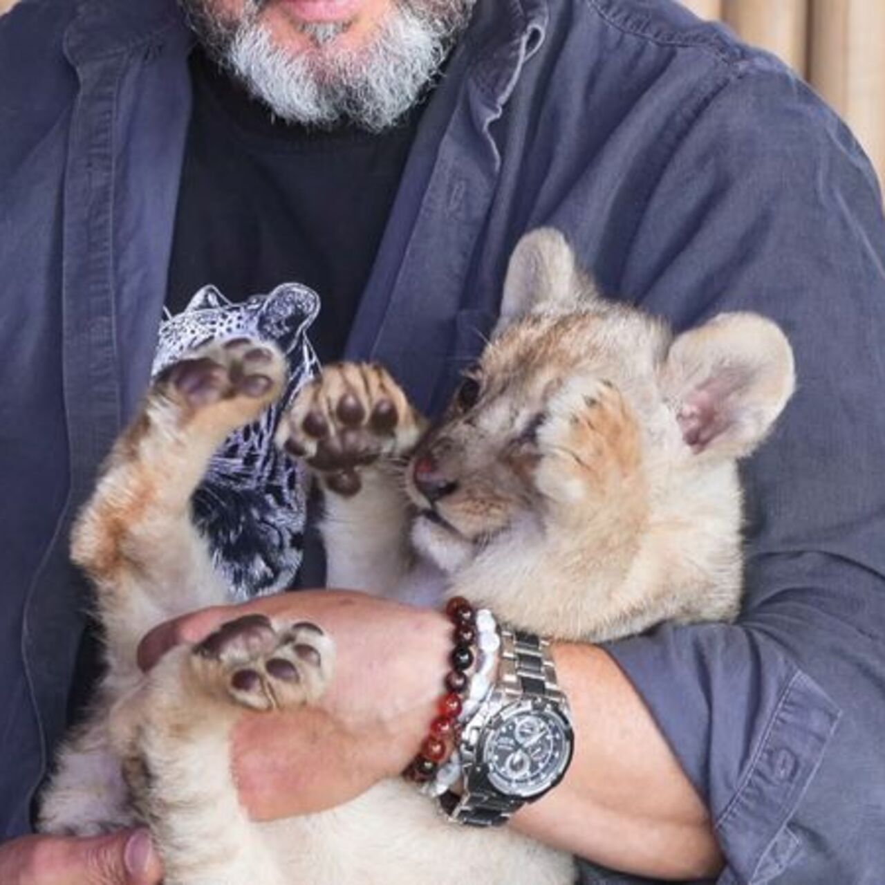 Tuzla'da ele geçirilen yavru aslana 'Hugo' adı verildi | Detaylı Analiz