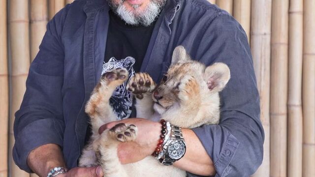 Tuzla'da ele geçirilen yavru aslana 'Hugo' adı verildi