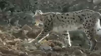 Nesli tükenen vaşak Hakkari'de görüntülendi