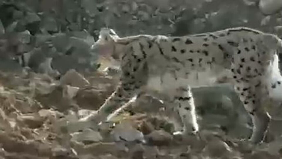 Nesli tükenen vaşak Hakkari'de görüntülendi