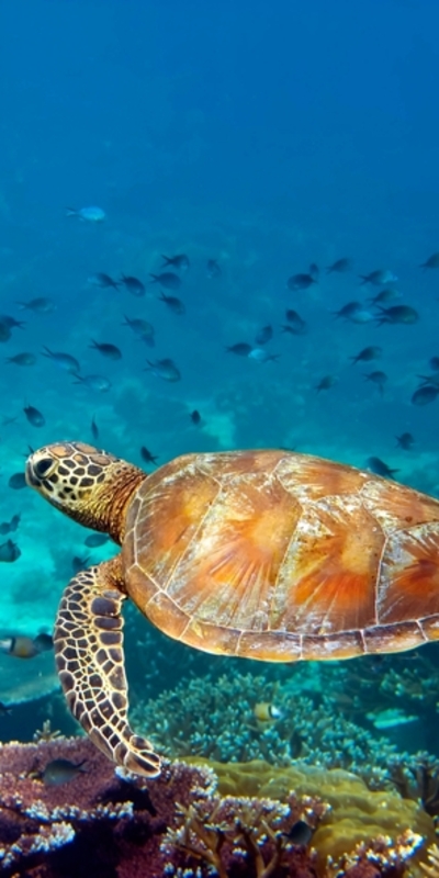 Yaşlanmayı unutan canlı türleri