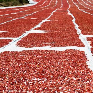 Kuru domates ihracatı 100 milyon doları aştı