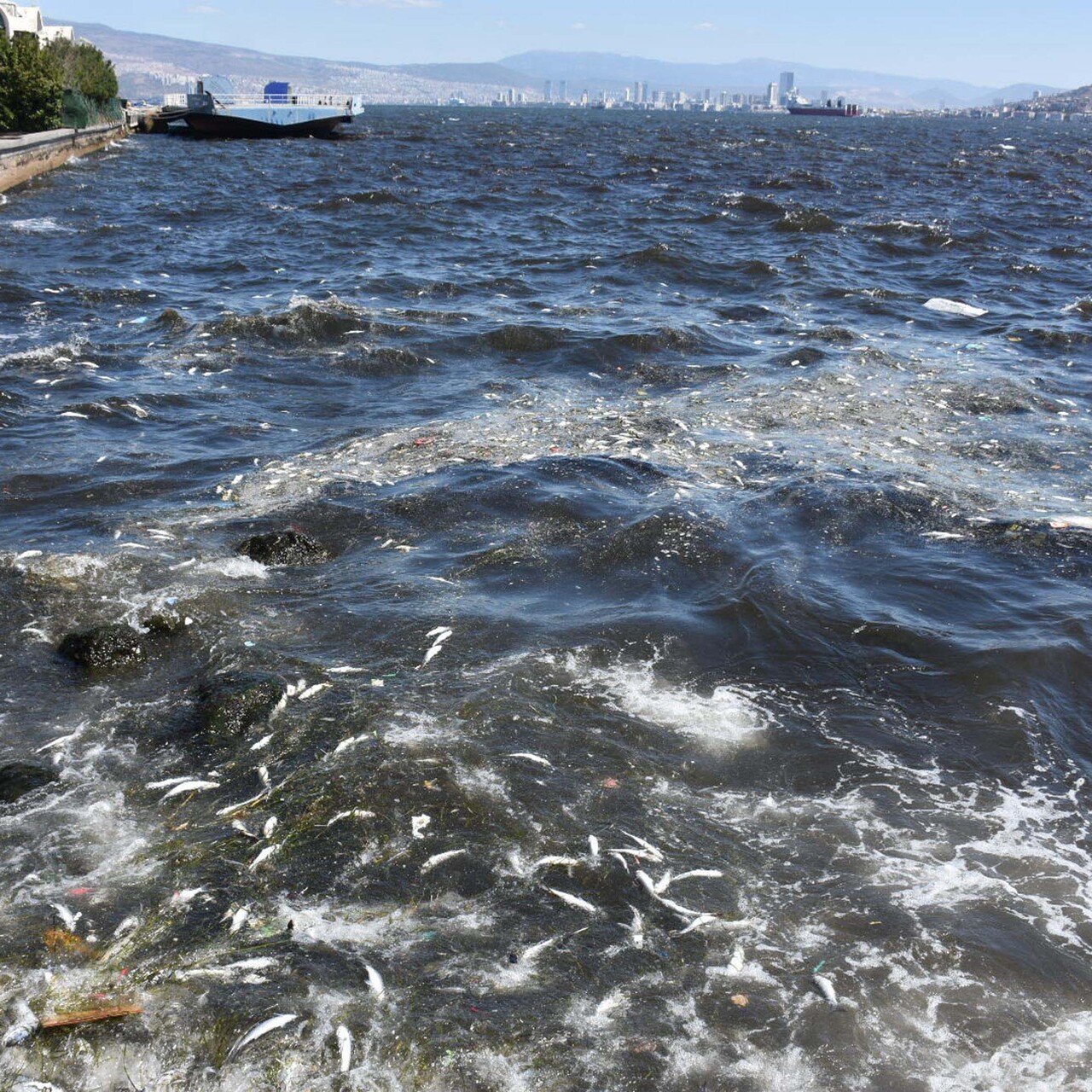 İzmir Körfezi kahverengiye döndü