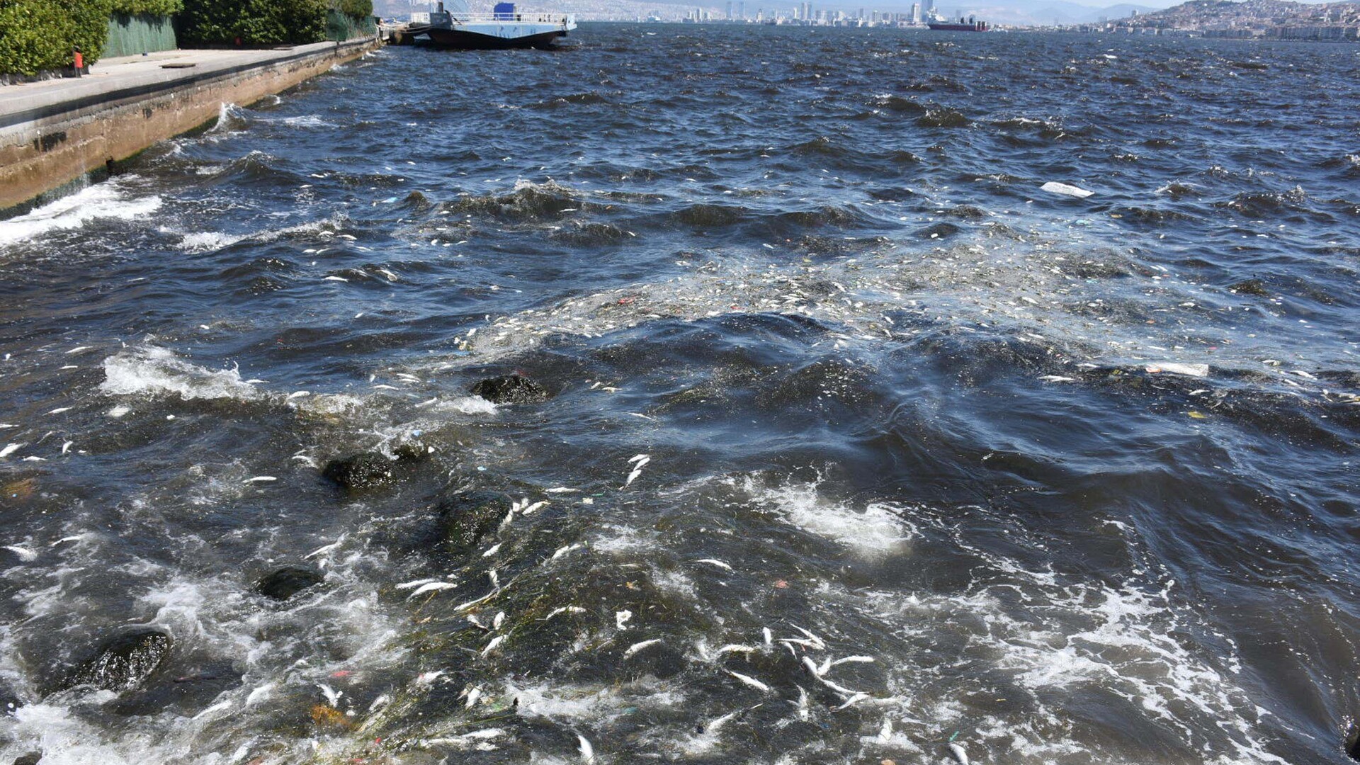 Son dakika: İzmir Körfezi'nde kötü koku sürüyor; denizin rengi kahverengiye döndü | Son dakika haberleri