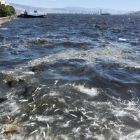 İzmir Körfezi kahverengiye döndü