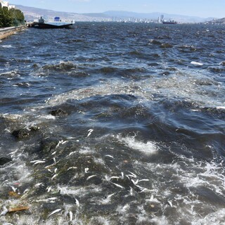İzmir Körfezi kahverengiye döndü