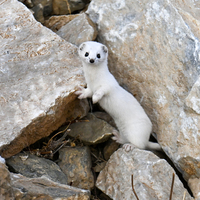 Kışın tüyleri beyaza dönüyor! Kameraya poz verdi