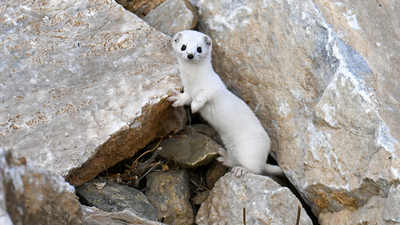 Van'da nesli koruma altındaki beyaz gelincik görüntülendi