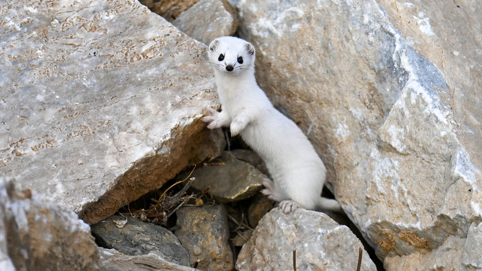 Van'da nesli koruma altındaki beyaz gelincik görüntülendi