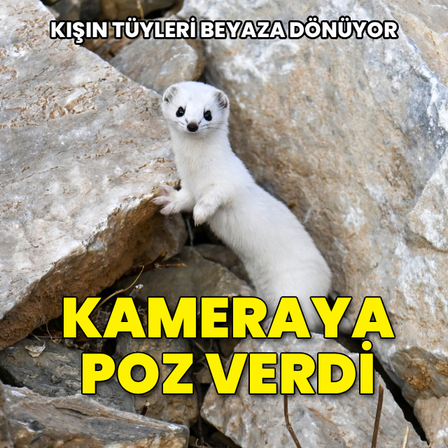 Kışın tüyleri beyaza dönüyor! Kameraya poz verdi