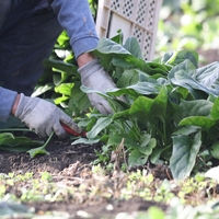 Tarlada 6 pazarda 40 TL