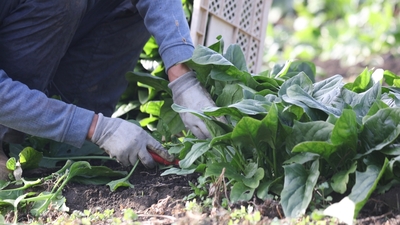 Tarlada 6 pazarda 40 TL