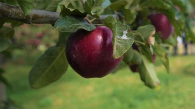 Üç farklı çağda, üç elma!