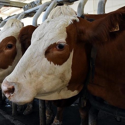 Toplanan inek sütü miktarı azaldı