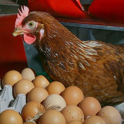 Tavuk eti üretimi arttı, yumurta üretimi azaldı