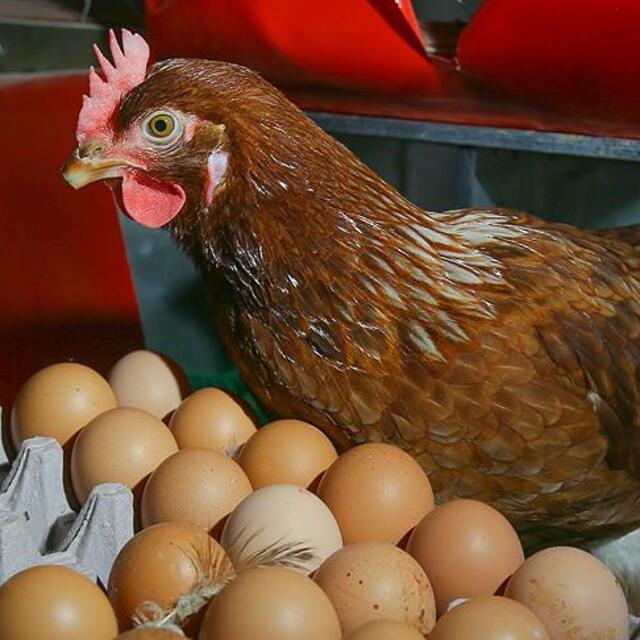 Tavuk eti üretimi arttı, yumurta üretimi azaldı