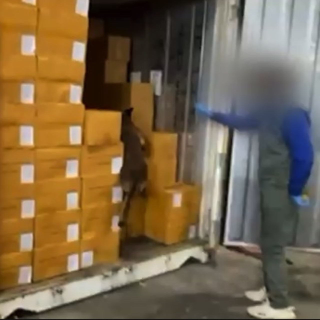 Derince'de 1,5 ton zehir!