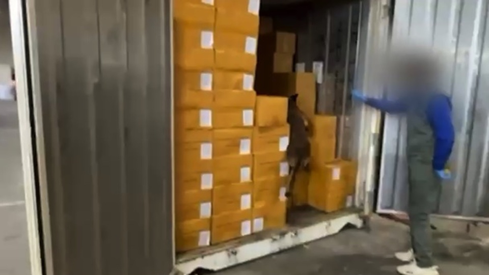 Derince'de 1,5 ton zehir!