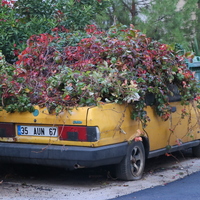 8 yılda sarmaşıklar ele geçirdi! Polis ekipleri harekete geçti