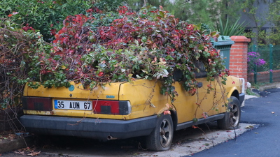 8 yılda sarmaşıklar ele geçirdi! Polis ekipleri harekete geçti