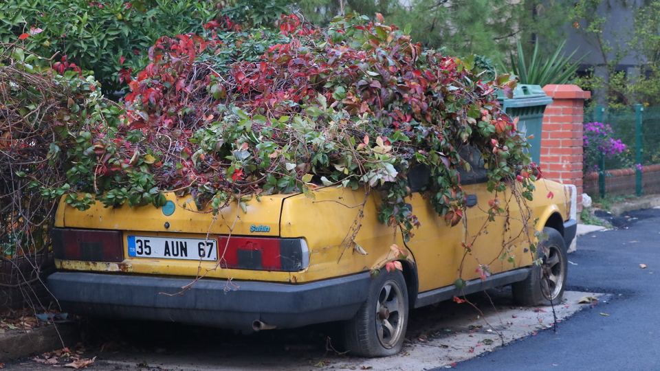 8 yılda sarmaşıklar ele geçirdi! Polis ekipleri harekete geçti