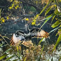 Gagasında oltayla ağaçta asılı kaldı!