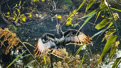 Gagasında oltayla ağaçta asılı kaldı!