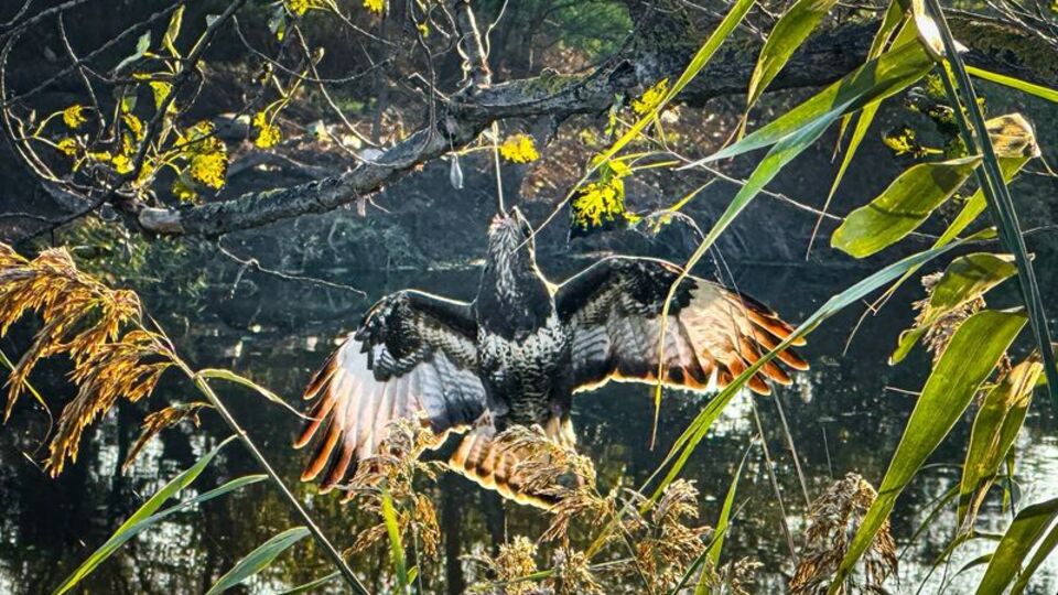 Gagasında oltayla ağaçta asılı kaldı!