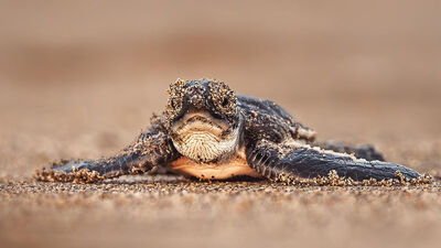 Nesli artık tehlikede değil!