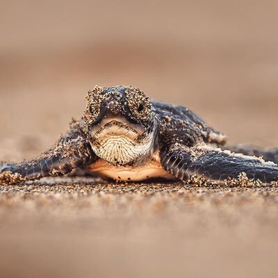 Nesli artık tehlikede değil!