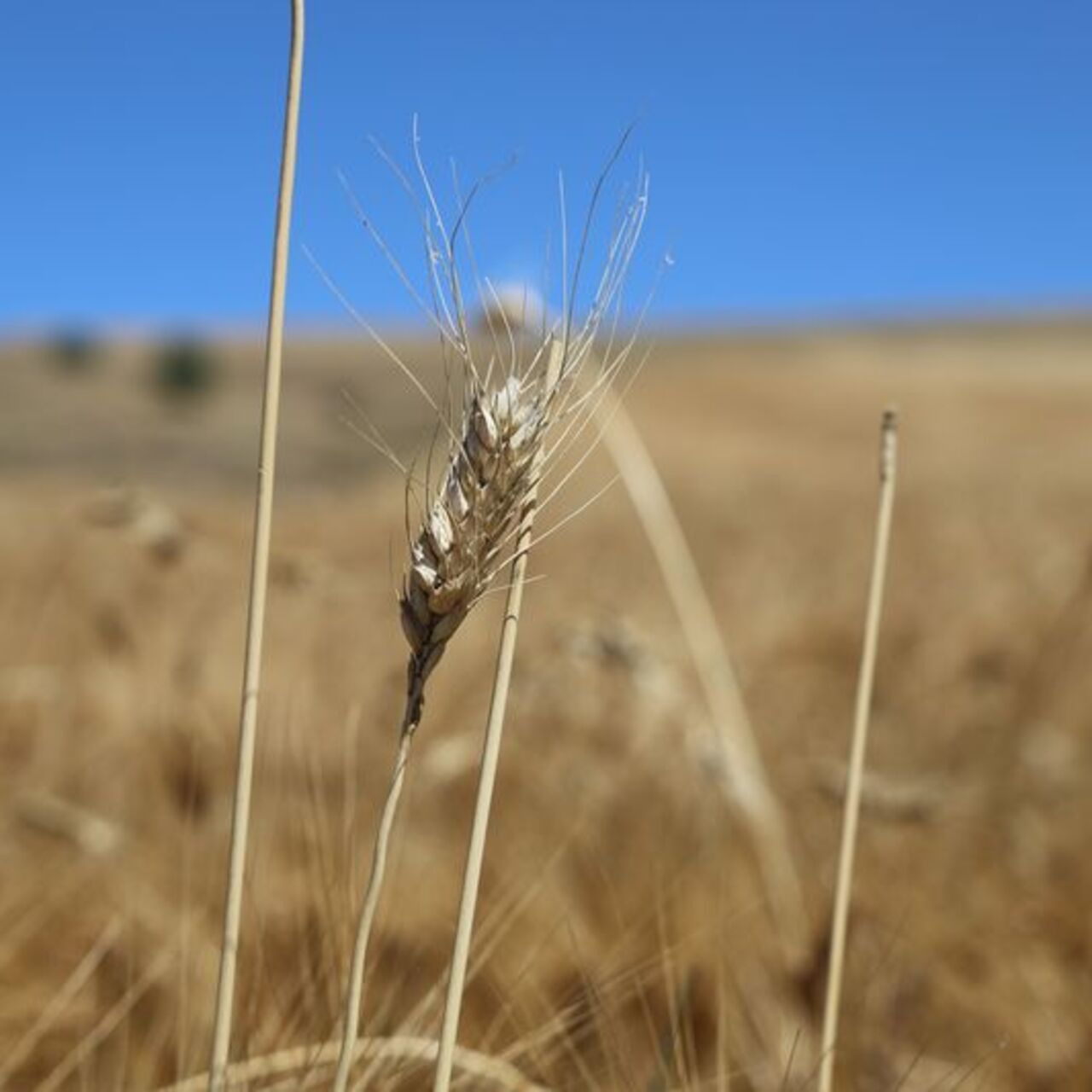 Emtia piyasalarında tarife ve arz-talep endişeleri fiyatlandı