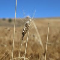 Emtia piyasalarında tarife ve arz-talep endişeleri fiyatlandı