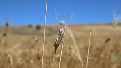 Emtia piyasalarında tarife ve arz-talep endişeleri fiyatlandı