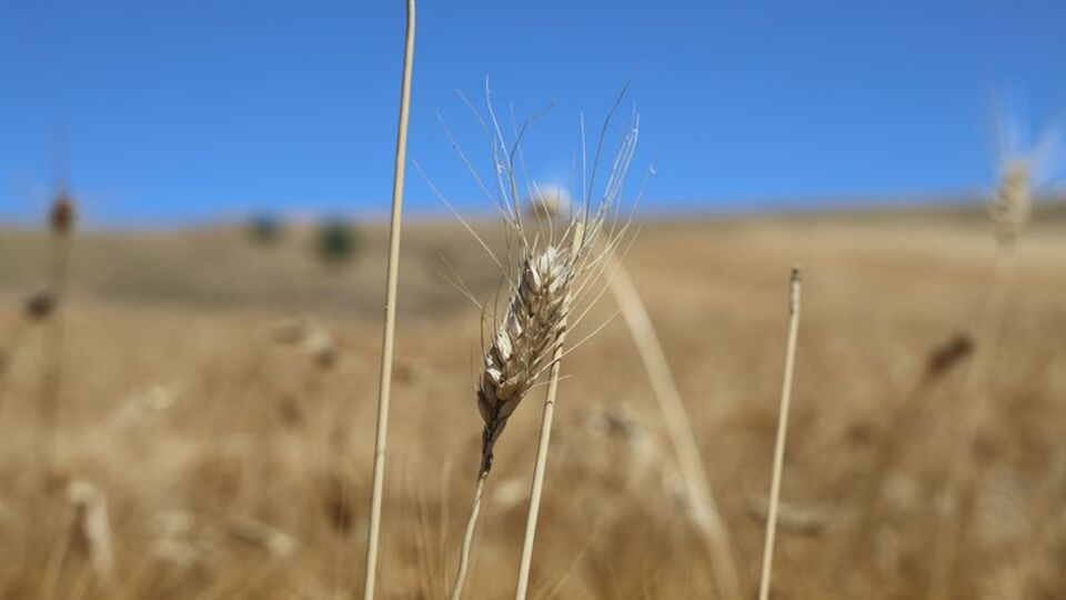 Emtia piyasalarında tarife ve arz-talep endişeleri fiyatlandı