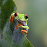 Kurbağalar hakkındaki 10 ilginç bilgi!