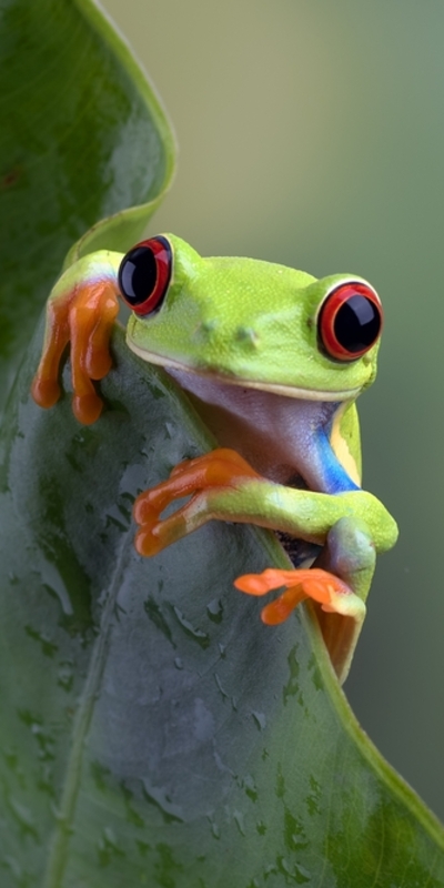 Kurbağalar hakkındaki 10 ilginç bilgi!