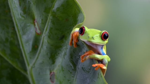 Kurbağalar hakkındaki 10 ilginç bilgi!