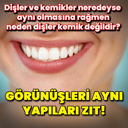 Görünüşleri aynı yapıları zıt!